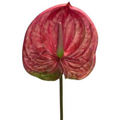 Anthurium – 66Cm / Pink  |  Artificial Stems & Sprays Artificial Flowers Artificial Stems & Sprays