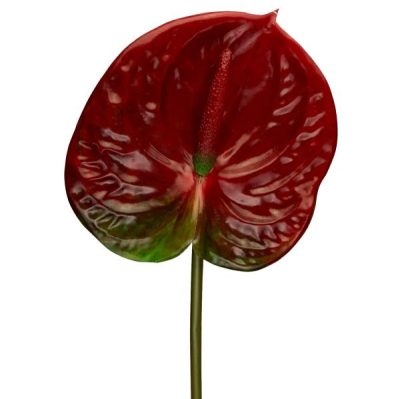 Anthurium – 66Cm / Red  |  Artificial Stems & Sprays Artificial Flowers Artificial Stems & Sprays