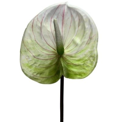 Anthurium – 66Cm / White  |  Artificial Stems & Sprays Artificial Flowers Artificial Stems & Sprays