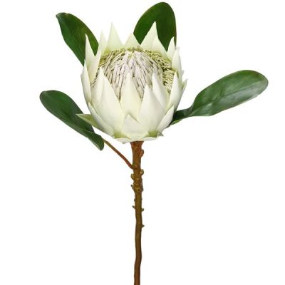 Artificial Protea – 65Cm / White  |  Artificial Stems & Sprays Artificial Flowers Artificial Native Flowers