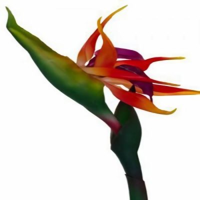 Bird Of Paradise – 80Cm  |  Artificial Stems & Sprays Artificial Flowers Artificial Stems & Sprays