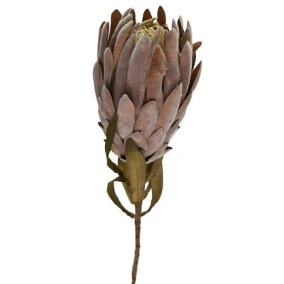 Dried Look Queen Protea – 62Cm  |  Artificial Dried Look Artificial Dried Look Artificial Dried Look