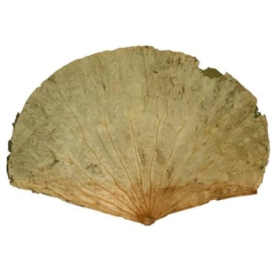 Dried Lotus Leaf Pack X 400Gms  |  Artificial Leaves Artificial Leaves Artificial Leaves