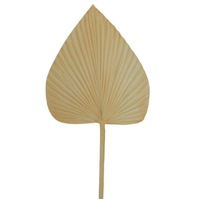 Large Dried Look Solid Spear Palm Leaf – 75Cml / White (Cream Toned White)  |  Artificial Leaves Artificial Leaves Artificial Leaves