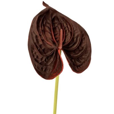 Real Touch Anthurium – 67Cml / Burgundy  |  Artificial Stems & Sprays Artificial Flowers Artificial Stems & Sprays