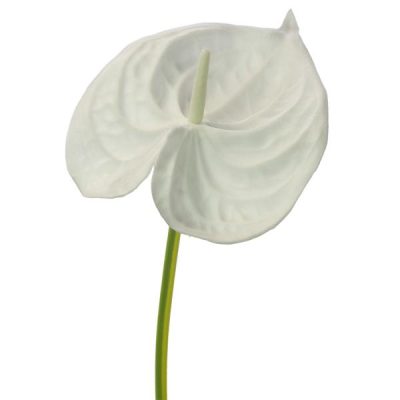 Real Touch Anthurium – 67Cml / White  |  Artificial Stems & Sprays Artificial Flowers Artificial Stems & Sprays