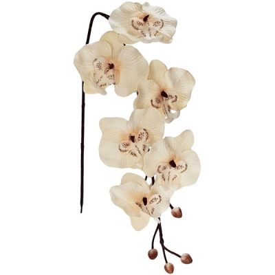 Soft Touch Phalaenopsis Orchid – 77Cml / Champagne  |  Artificial Budget Range Artificial Budget Range Artificial Budget Range