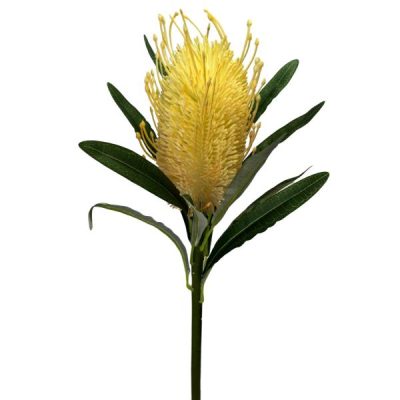 Banksia Stem – 60Cm / Champagne  |  Artificial Native Flowers Artificial Flowers Artificial Native Flowers